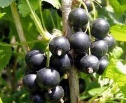 Ribes Nigrum(Black Currant Anthocyanin)